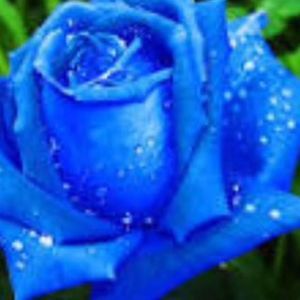 Meet your Posher, Nora